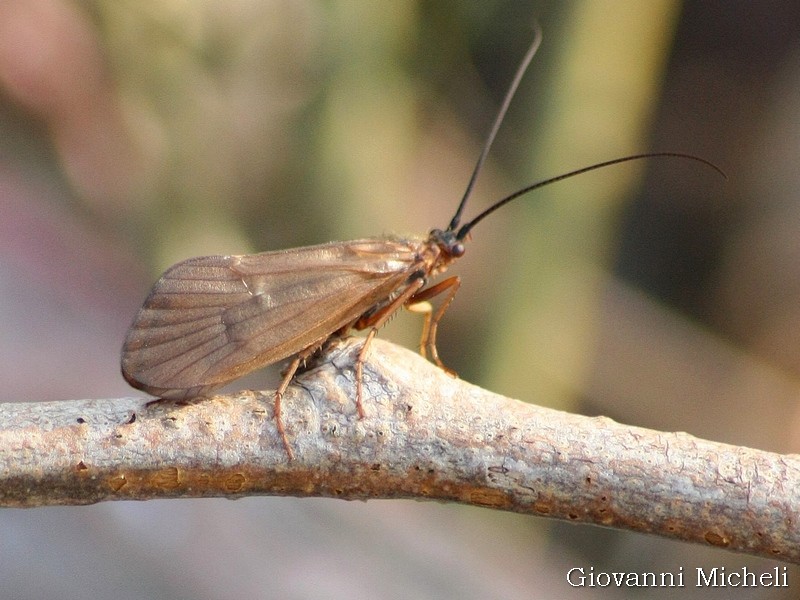 Limnephilidae: Anabolia lombarda